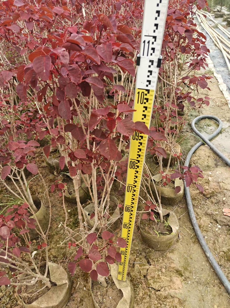 2603长期供应丛生红乌桕袋苗，容器苗，1~2m高