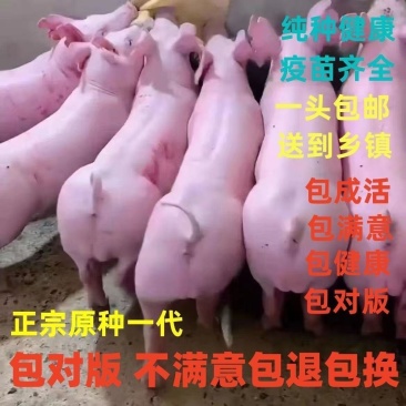 纯种长白母猪大约克母猪种猪杜洛克种猪国寿黑母猪