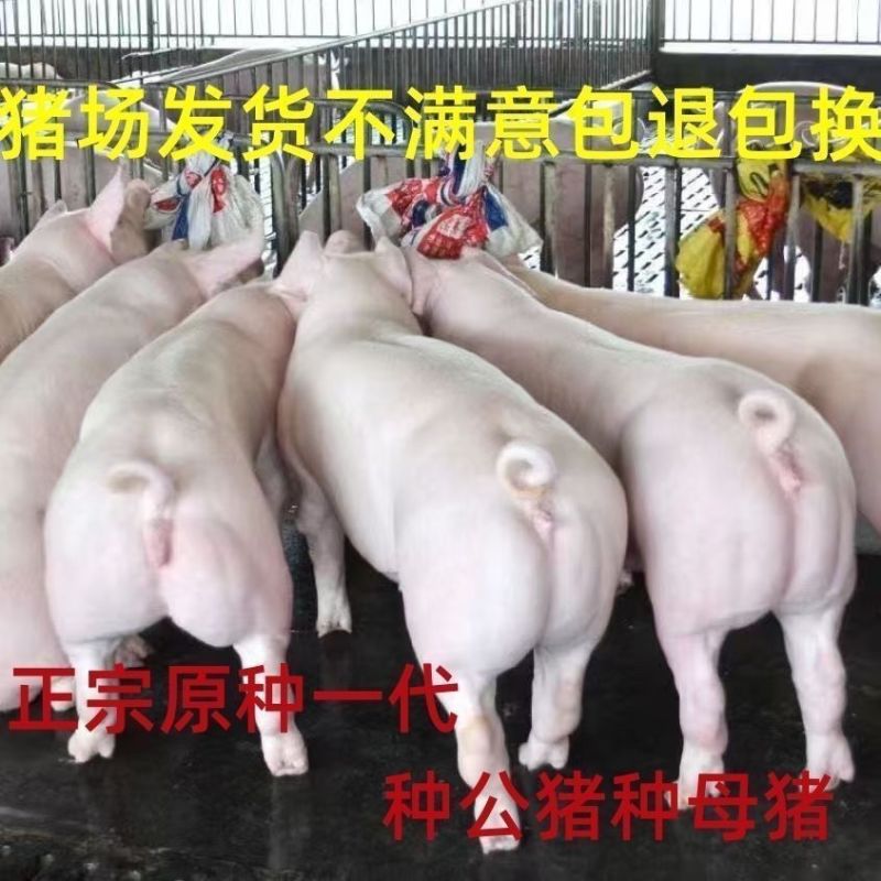 纯种长白母猪大约克母猪种猪杜洛克种猪国寿黑母猪