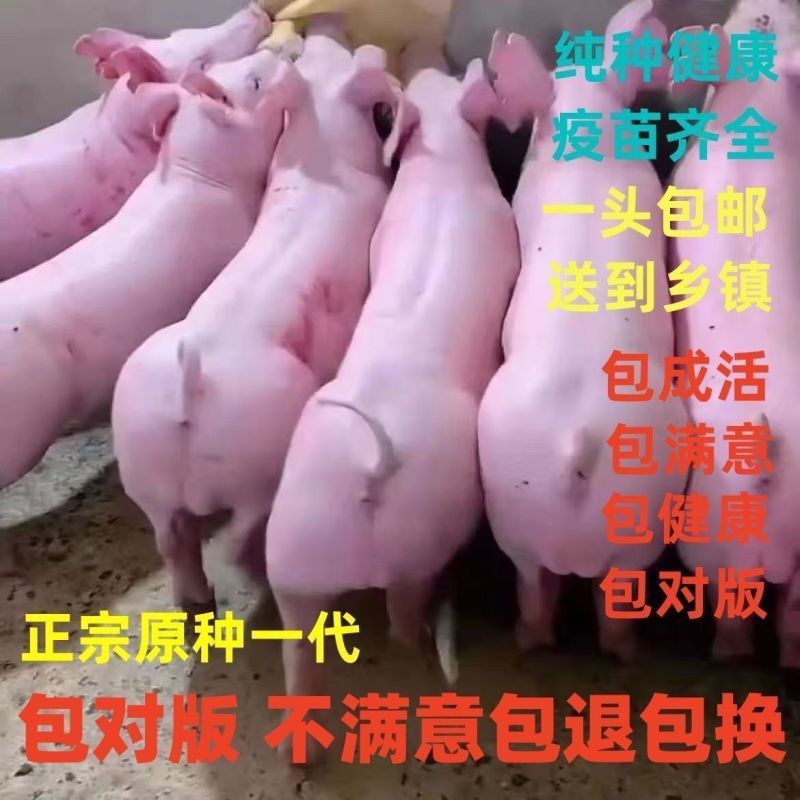 纯种长白母猪大约克母猪种猪杜洛克种猪国寿黑母猪