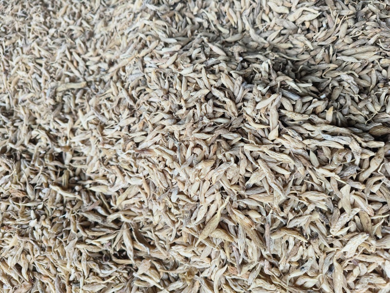 麦冬，野麦冬，干货上新季
