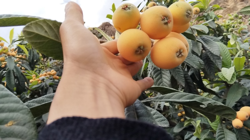 自然成熟的枇杷