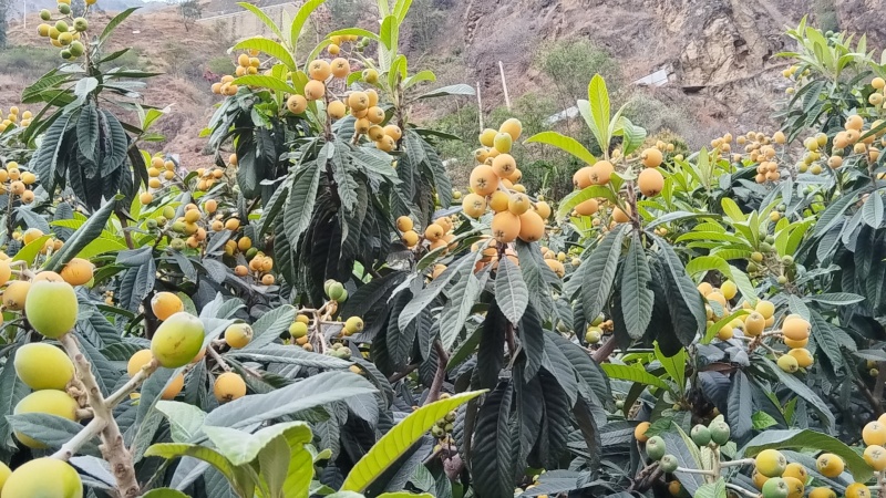 自然成熟的枇杷