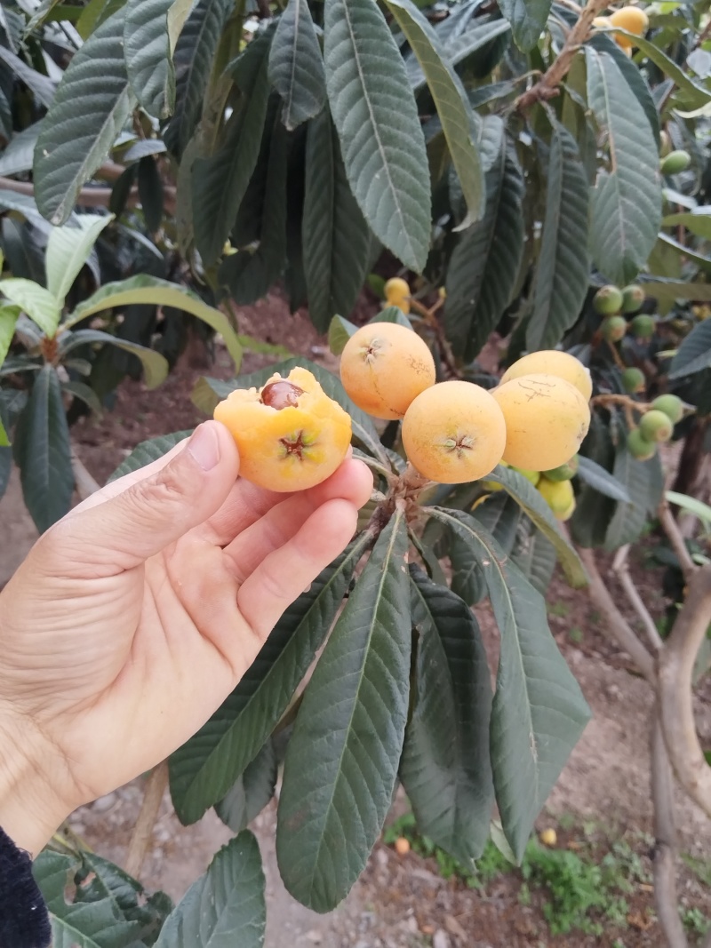 自然成熟的枇杷