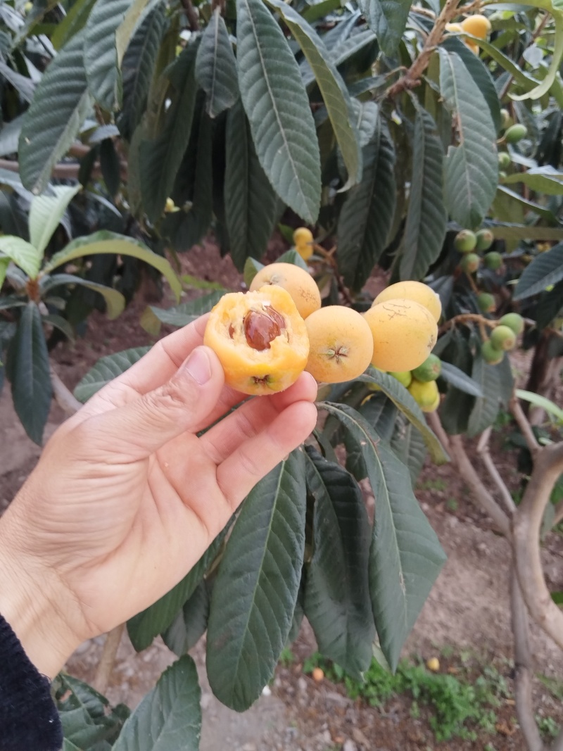自然成熟的枇杷