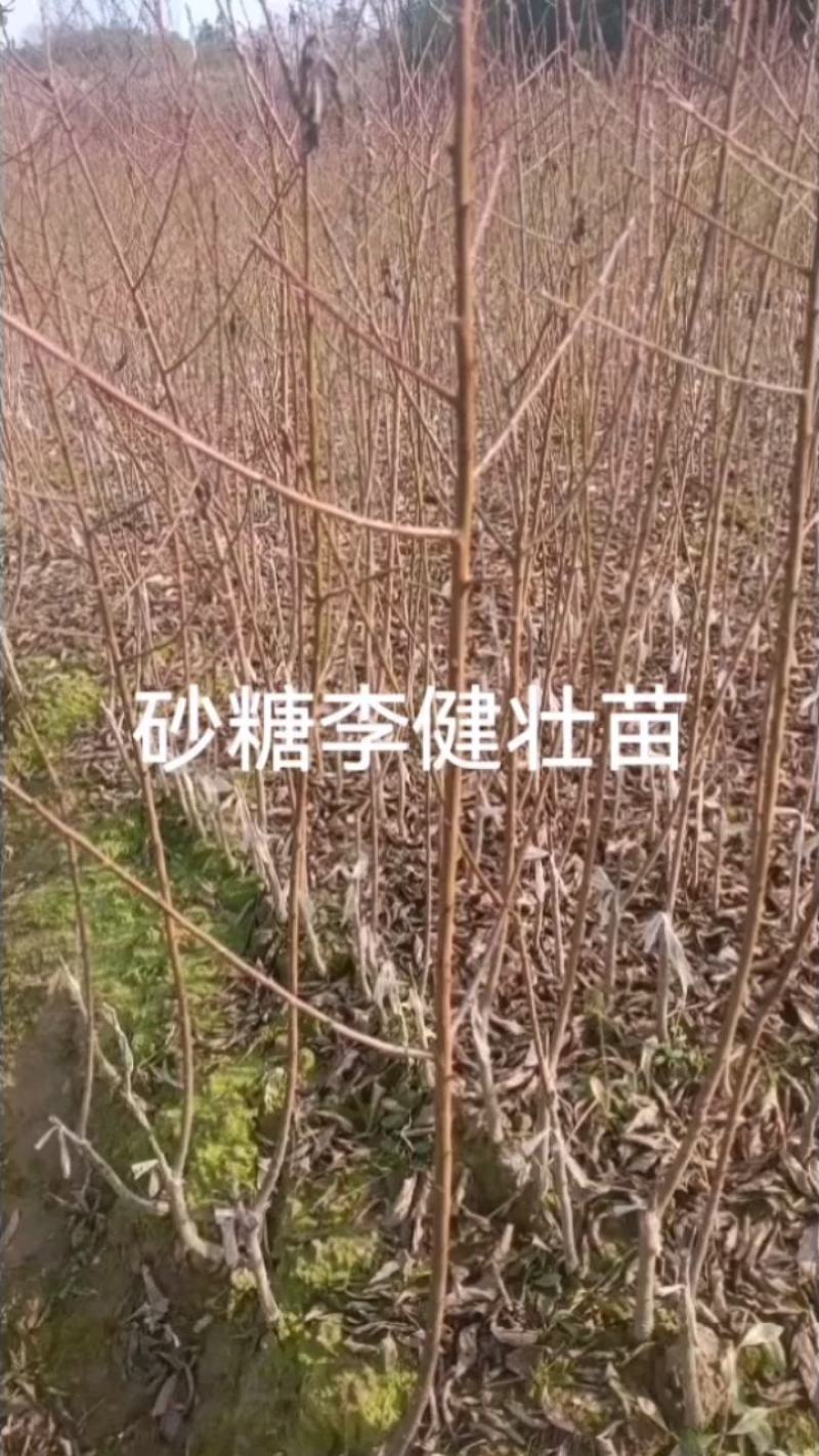 砂糖李苗冰糖李六月脆李苗脆甜又早产丰产，现挖现发包邮
