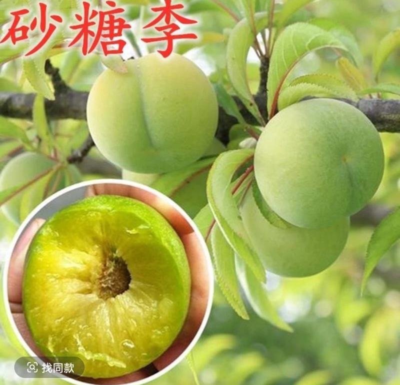 砂糖李苗冰糖李六月脆李苗脆甜又早产丰产，现挖现发包邮