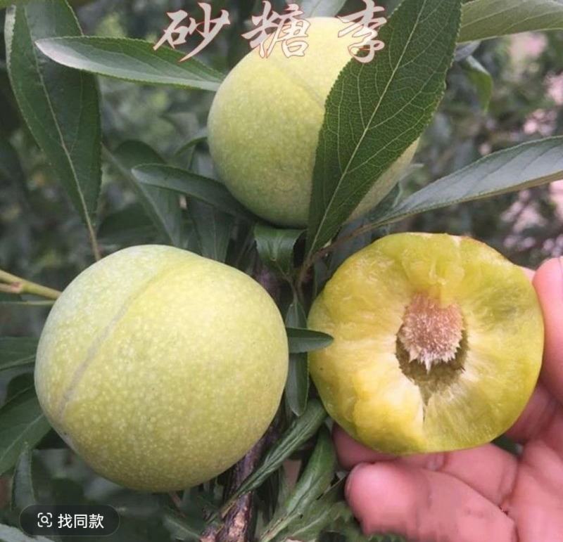 砂糖李苗冰糖李六月脆李苗脆甜又早产丰产，现挖现发包邮