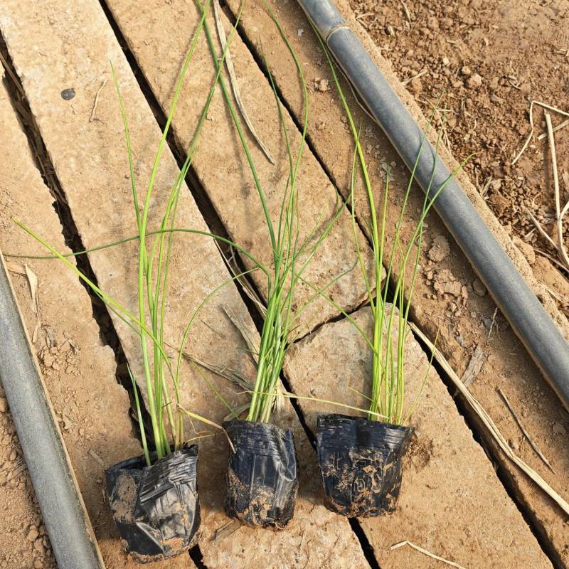 爆芽水葱杯苗