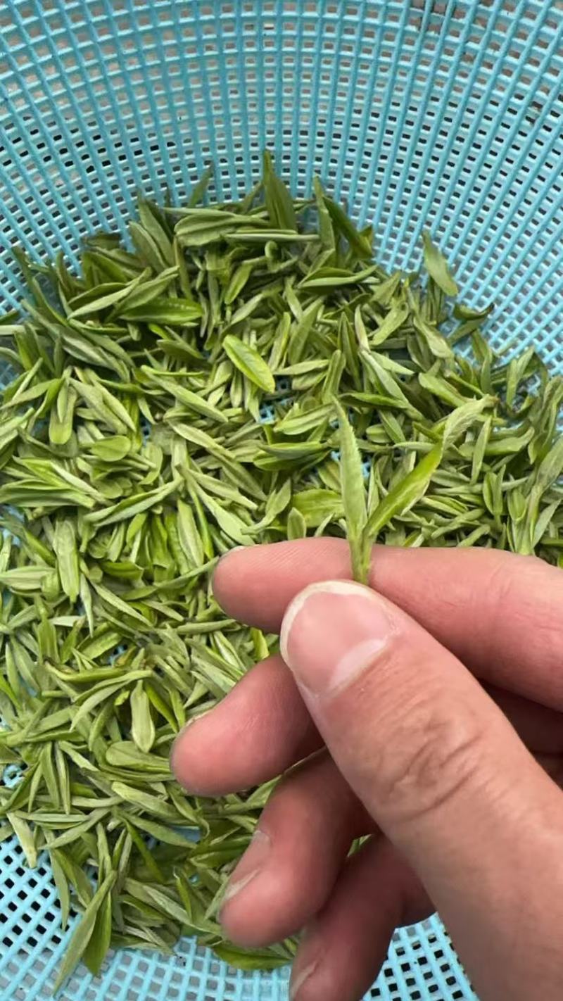 来啦，明前纳雍高山茶青，当地农民手工采摘。