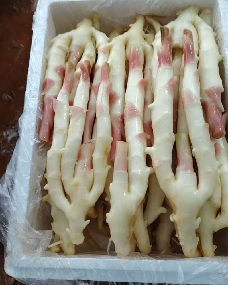 精品红牙洗姜