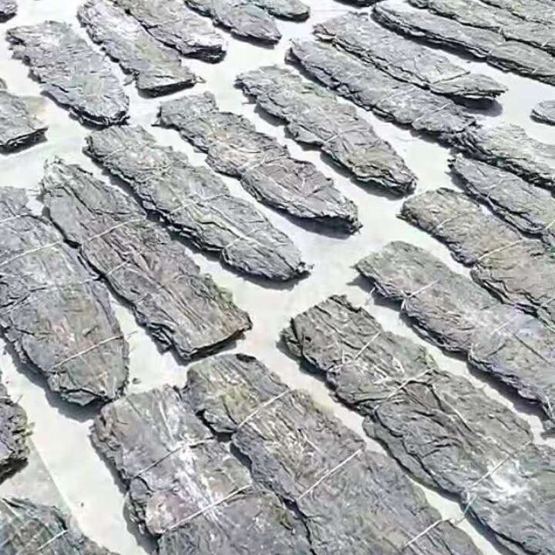90公分剪头去尾板海带