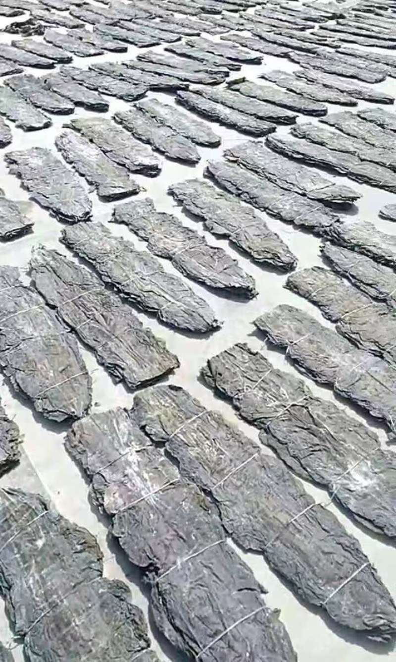 90公分剪头去尾板海带