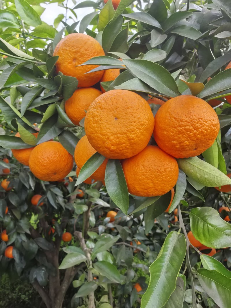 沃柑，电商，市场货
