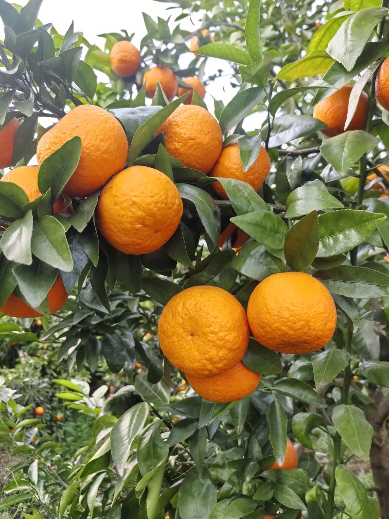 沃柑，电商，市场货
