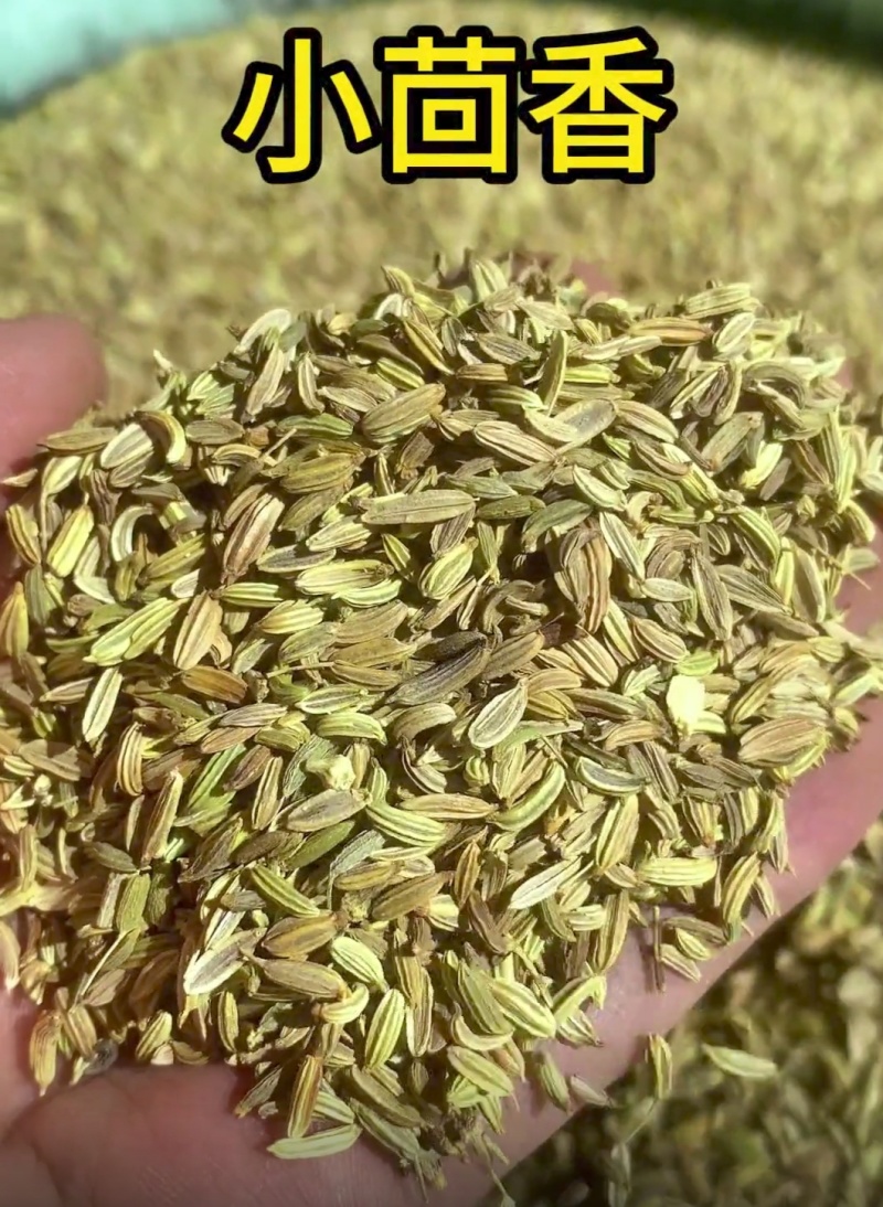 自己开店用的小茴香***********