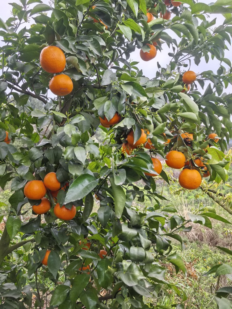 沃柑，电商，市场货