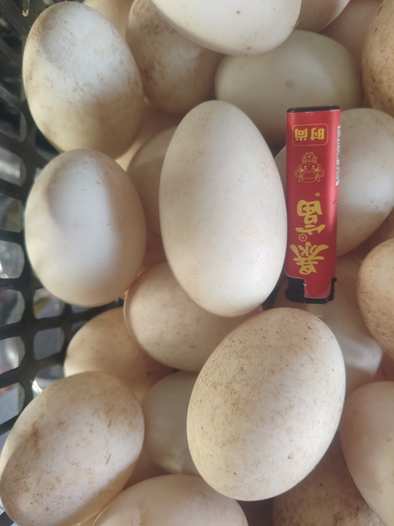 樱桃谷蛋