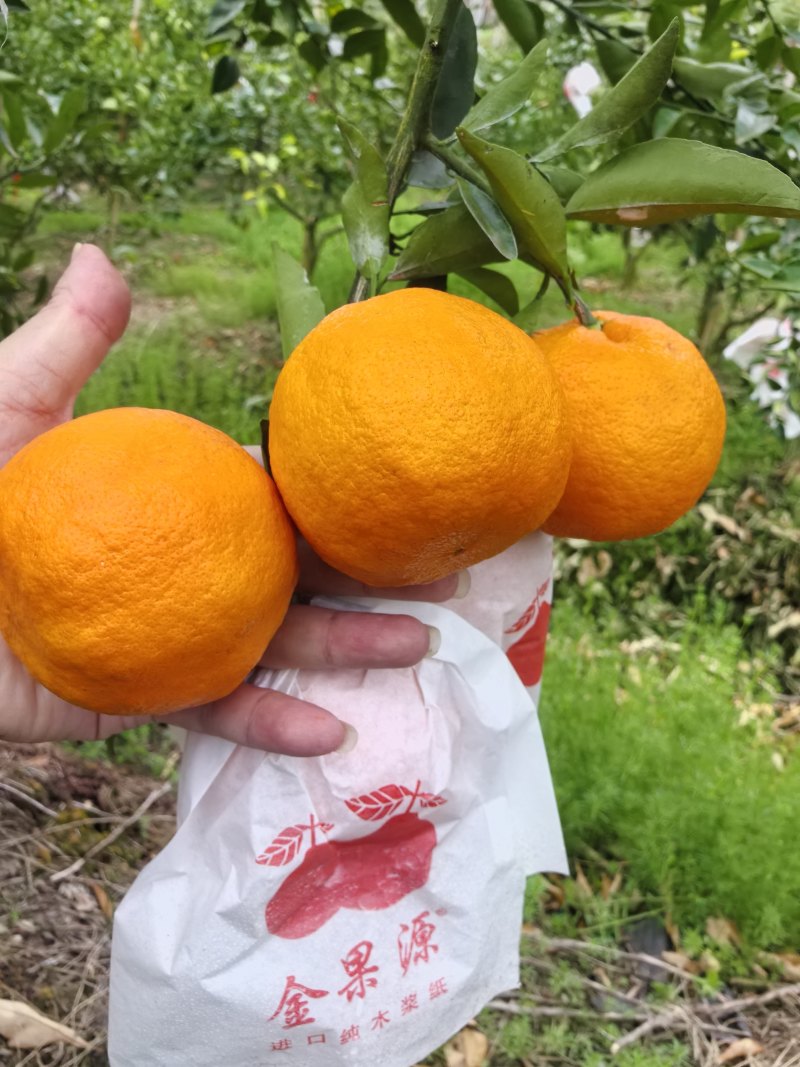 明日见，产地