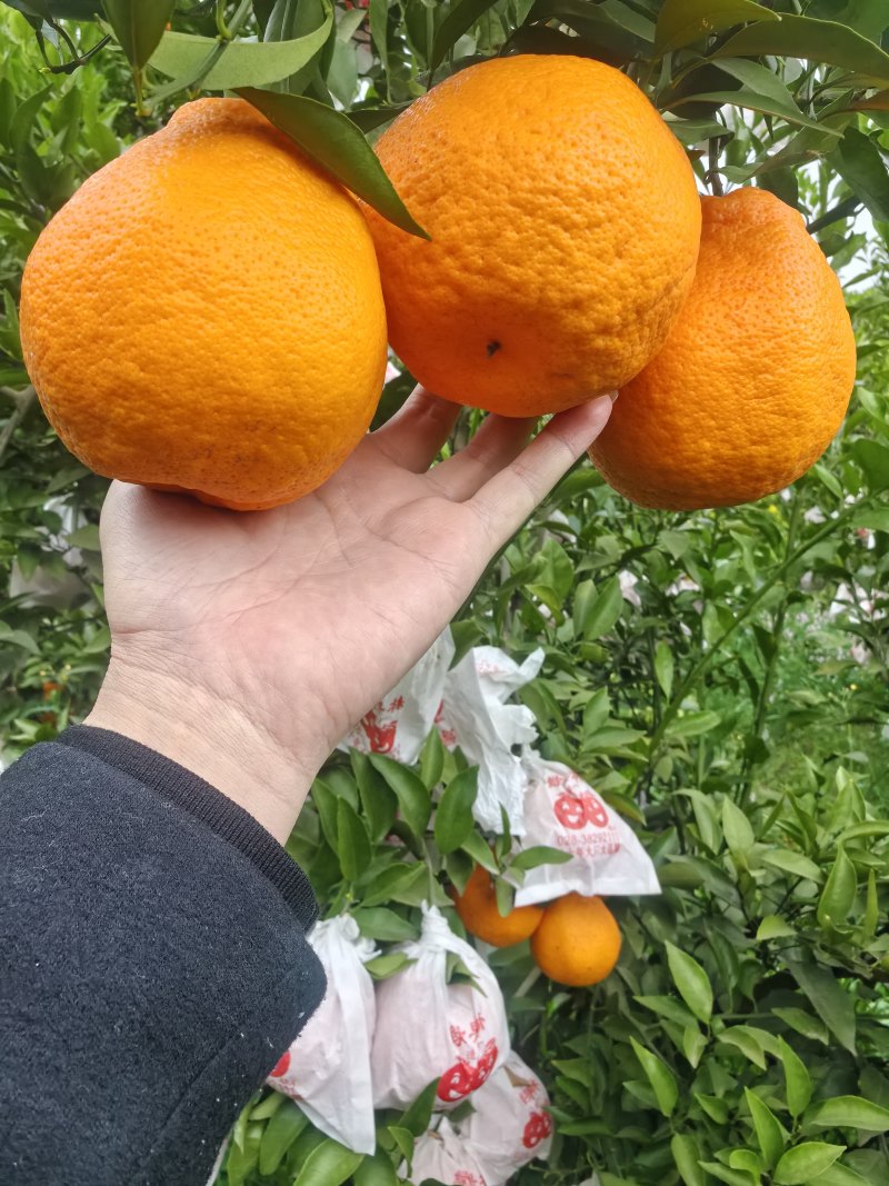 明日见，产地