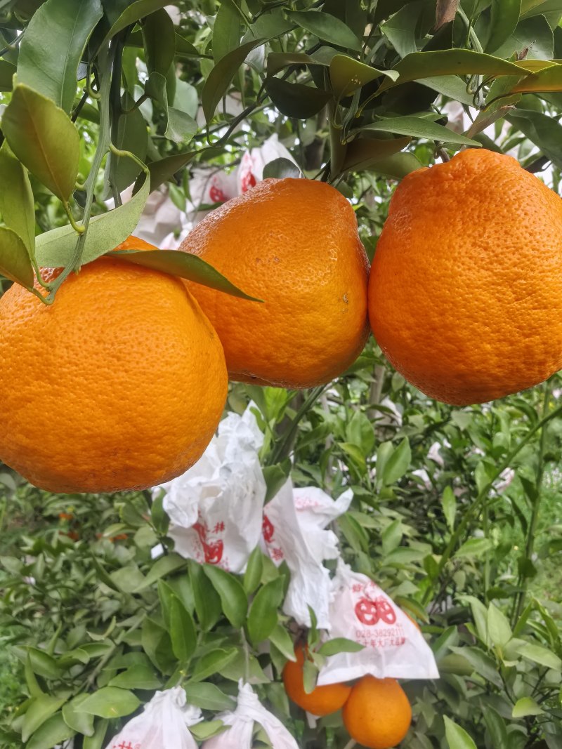 明日见，产地