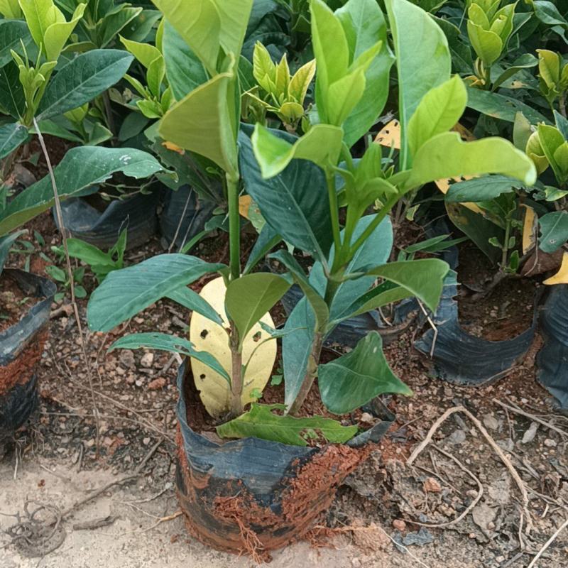栀子花七斤袋