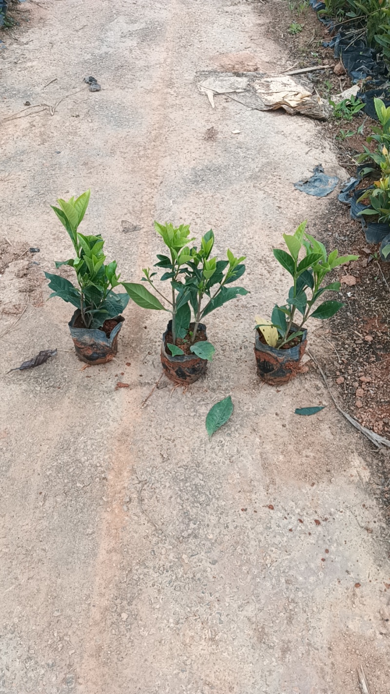 栀子花七斤袋