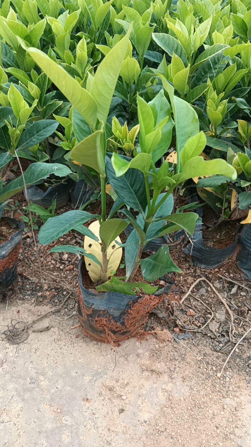 栀子花七斤袋