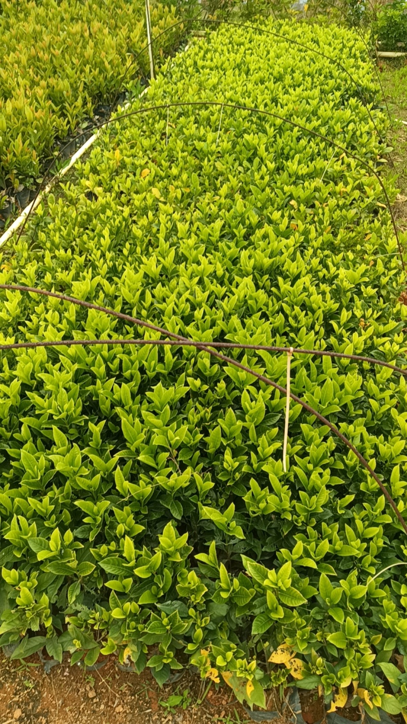 栀子花七斤袋
