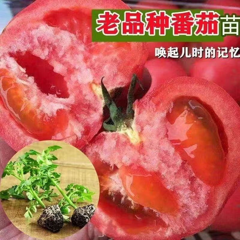 大粉番茄苗，耐寒抗热，抗病毒，量大从忧