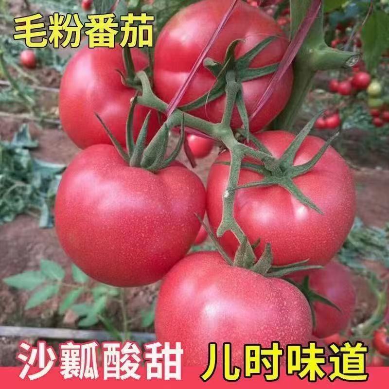 大粉番茄苗，耐寒抗热，抗病毒，量大从忧