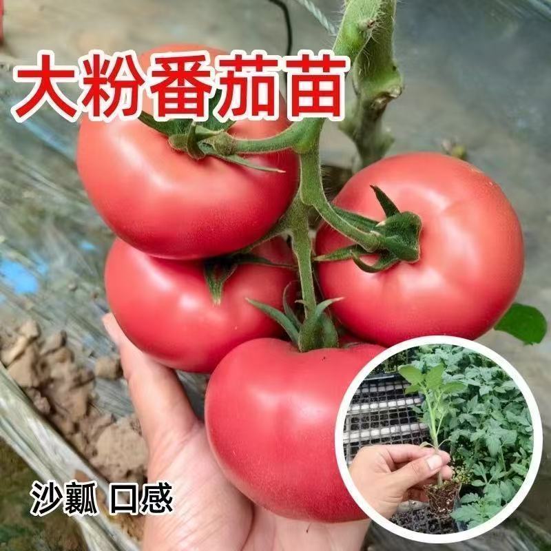 大粉番茄苗，耐寒抗热，抗病毒，量大从忧