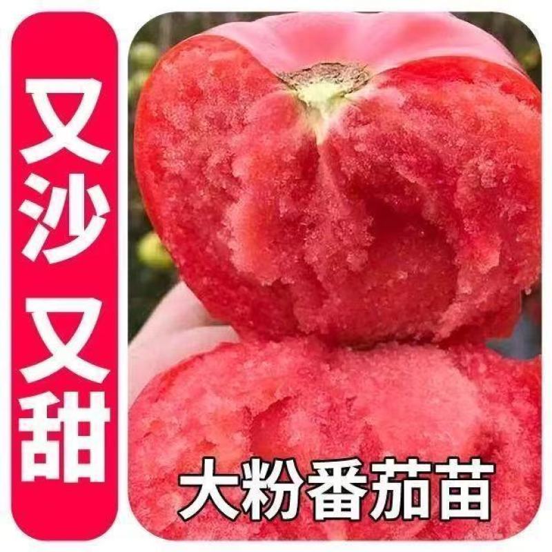 大粉番茄苗，耐寒抗热，抗病毒，量大从忧