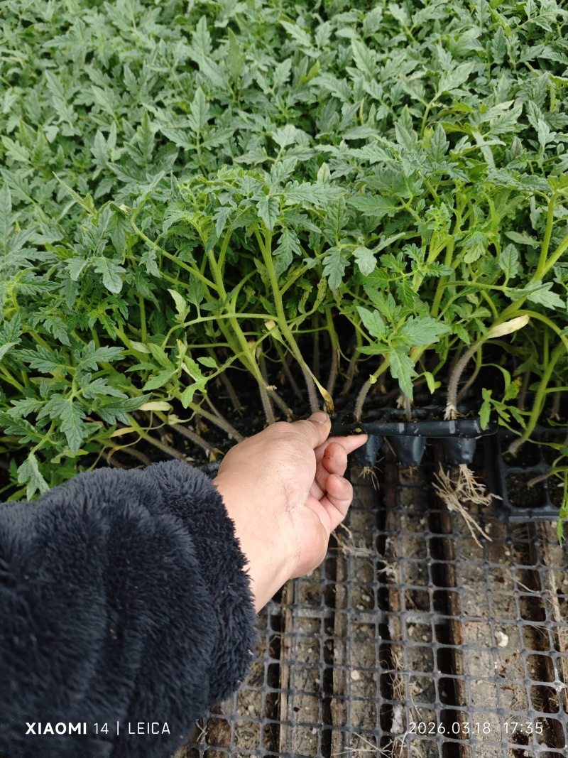大粉番茄苗，耐寒抗热，抗病毒，量大从忧