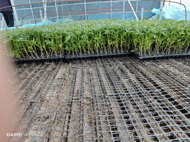 大粉番茄苗，耐寒抗热，抗病毒，量大从忧