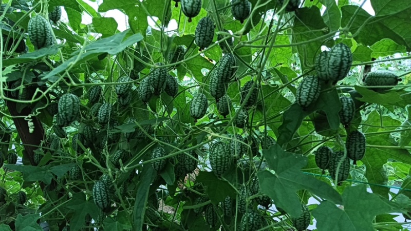 现摘现发海南拇指西瓜产量高口感甜脆产地直发诚信经营