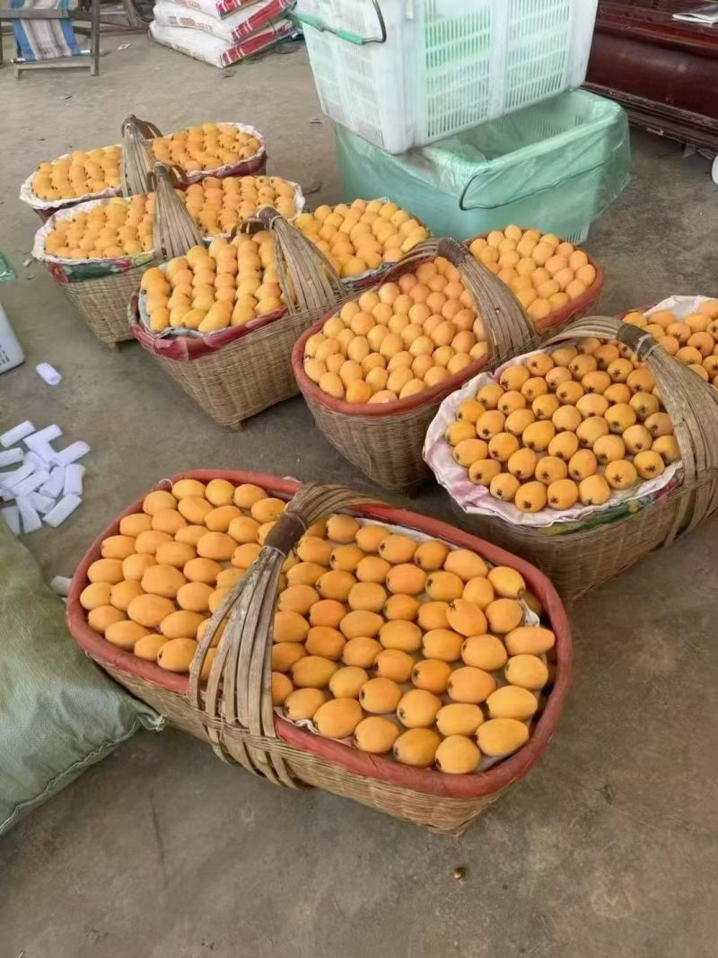 枇杷