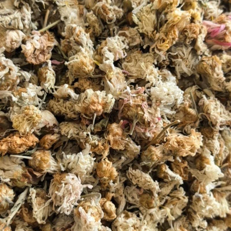 菊花河北菊花颜色好花朵好规格齐全，尽在聚源中药