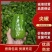 【实力商家】产地直发【诚信经营】质量上乘【保质保量】青椒