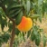 黄桃露天彩虹黄桃脆甜可口，产地一手货源，对接电商市场出口