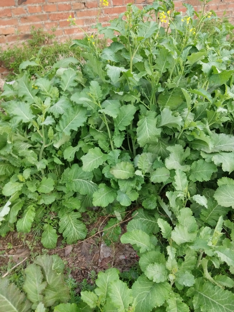 菊花脑