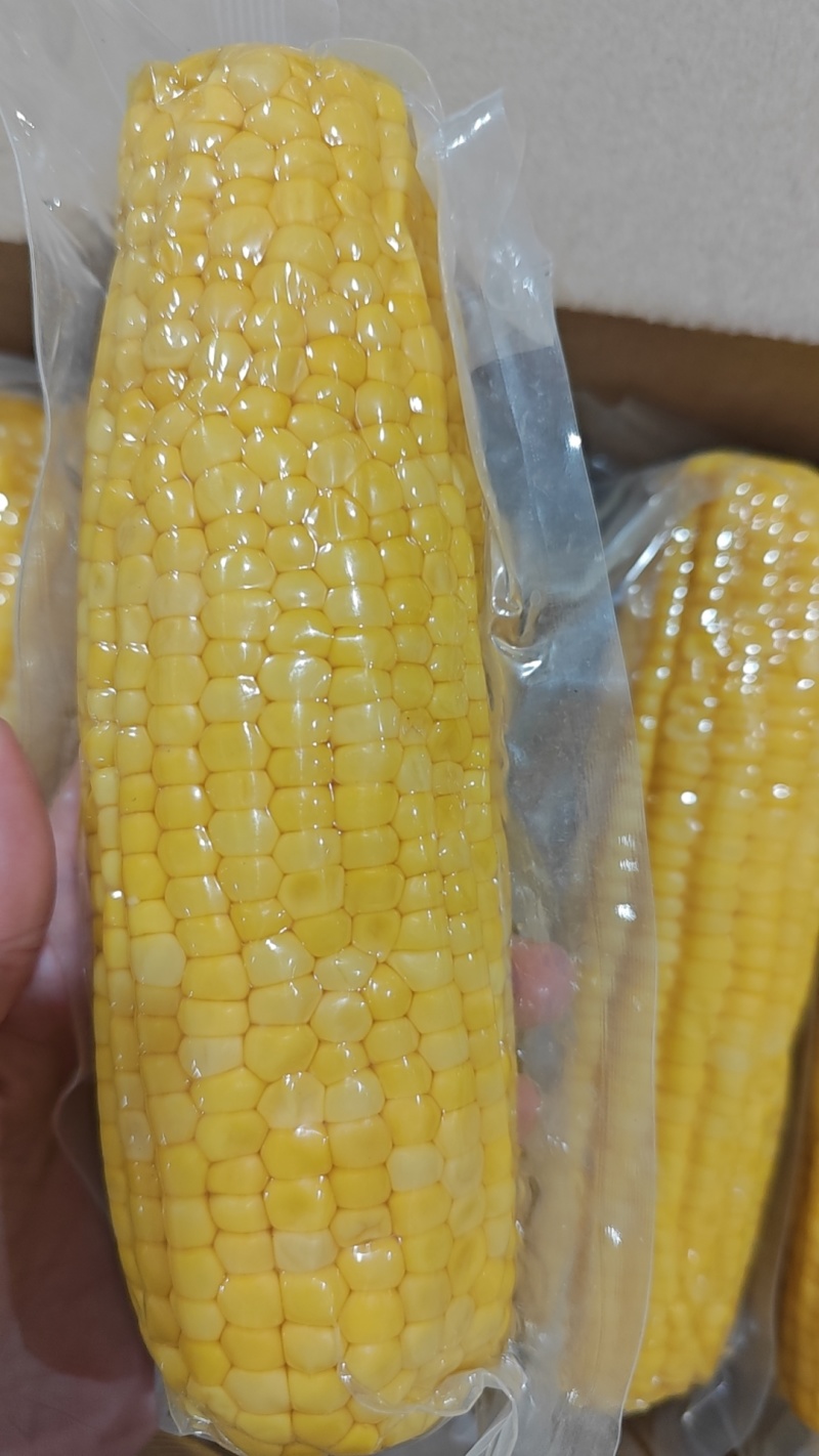 水果玉米可批量采购可代发承接抖音快手淘宝电商平台代发