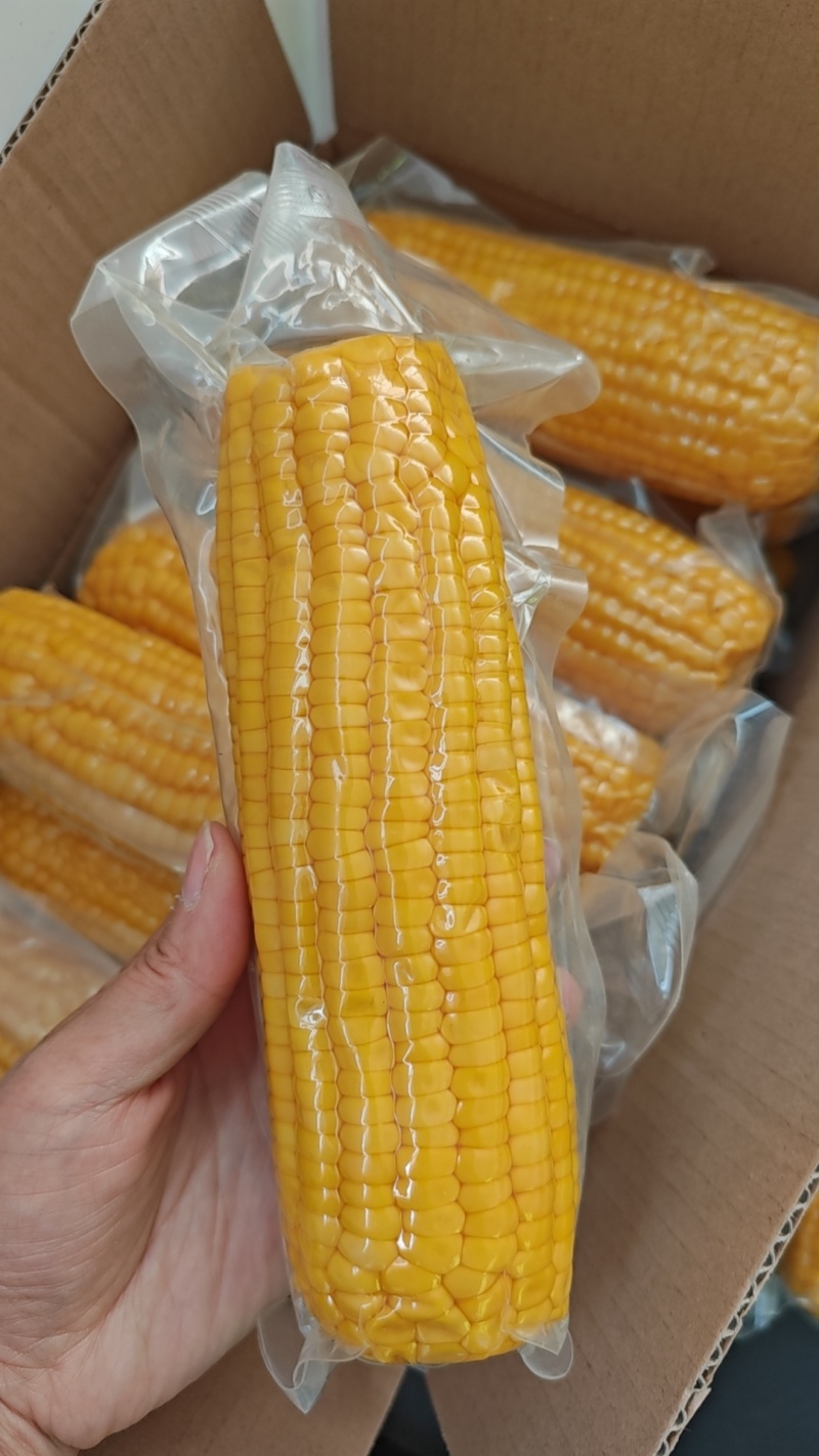 水果玉米可批量采购可代发承接抖音快手淘宝电商平台代发