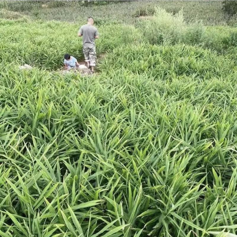 云南农家小黄姜，现挖现发
