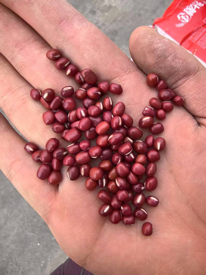 【推荐】精选红豆红小豆货源充足全国发货对接超市批发商