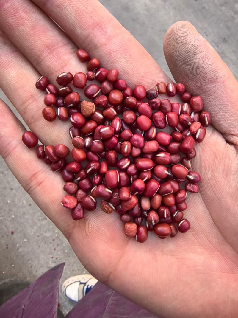 【推荐】精选红豆红小豆货源充足全国发货对接超市批发商