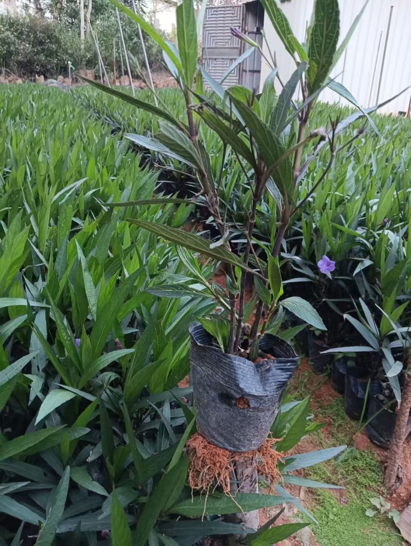 翠芦莉