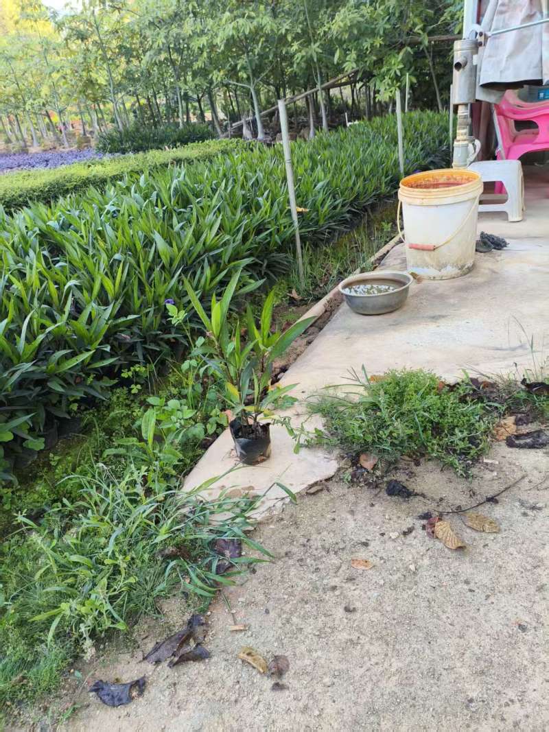 翠芦莉