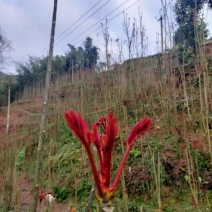 红油香春芽苗