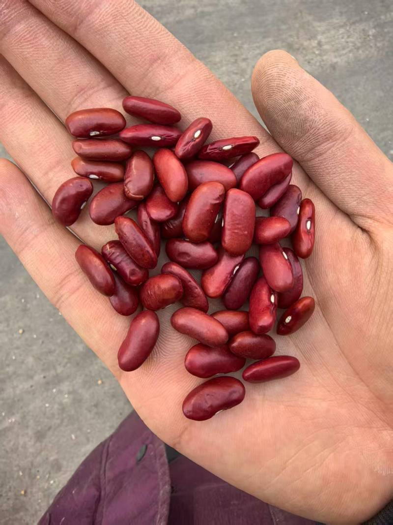 精品红芸豆规格齐全货源充足全国代发可视频看货欢迎电话